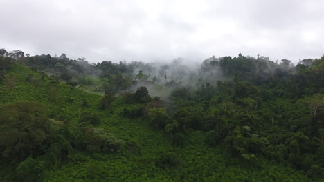 slow-aerial-flight-over-a-primary-tropical-rainforest,-misty-atmosphere.-Saül